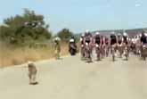Dog Leads Bicycle Race In Italy