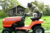 Dog Mowing Lawn