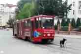 Dog On The Rails Lets The Whole World Wait