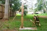 Dog Operated Tennis Ball Catapult