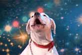 Dog Sings Whitney Houston - Belgium's Got Talent