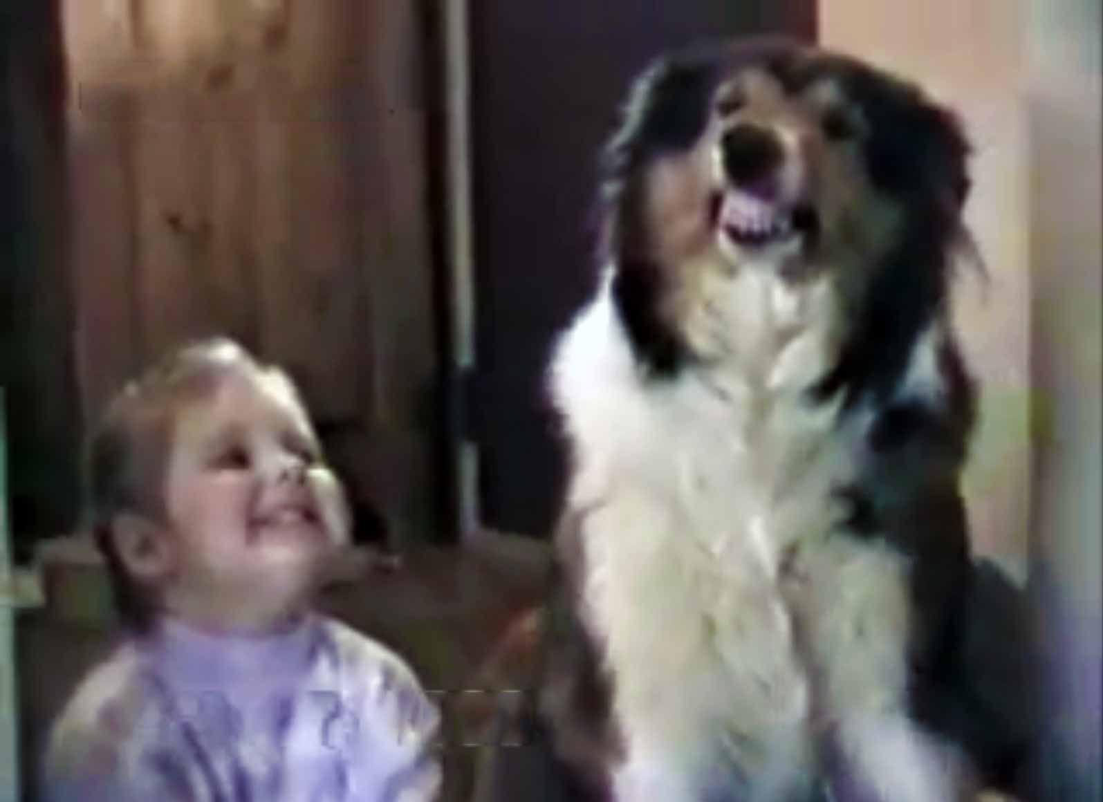 Собаки видео смешные для детей
