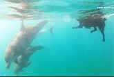 Dog Swims With Dolphins