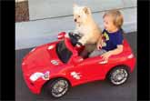 Dog Takes His Human Friend For A Ride In A Car