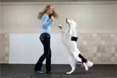 Dog With Amazing Dancing Skills
