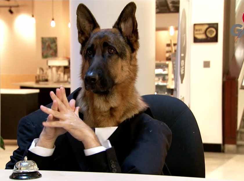 Dog Works At The Information Desk