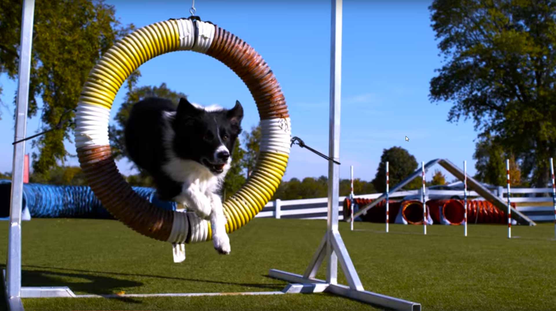 dogs-doing-tricks-in-super-slow-motion-4k