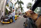 Dogs In Cars: California