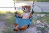 Dogs On Swings