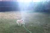 Dogs vs Sprinklers