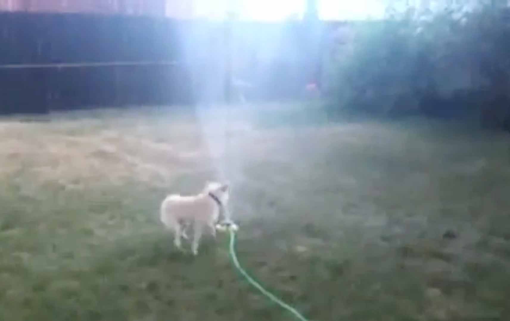 Dogs vs Sprinklers