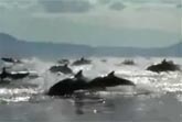 Dolphin Stampede