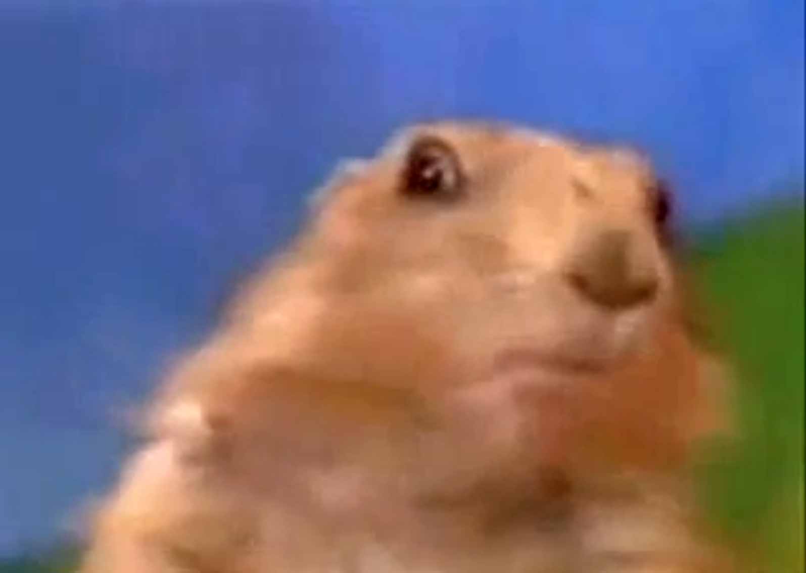 Dramatic Chipmunk