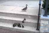 Ducklings vs. Stairs