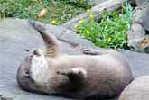 'Dusty' The Juggling Otter