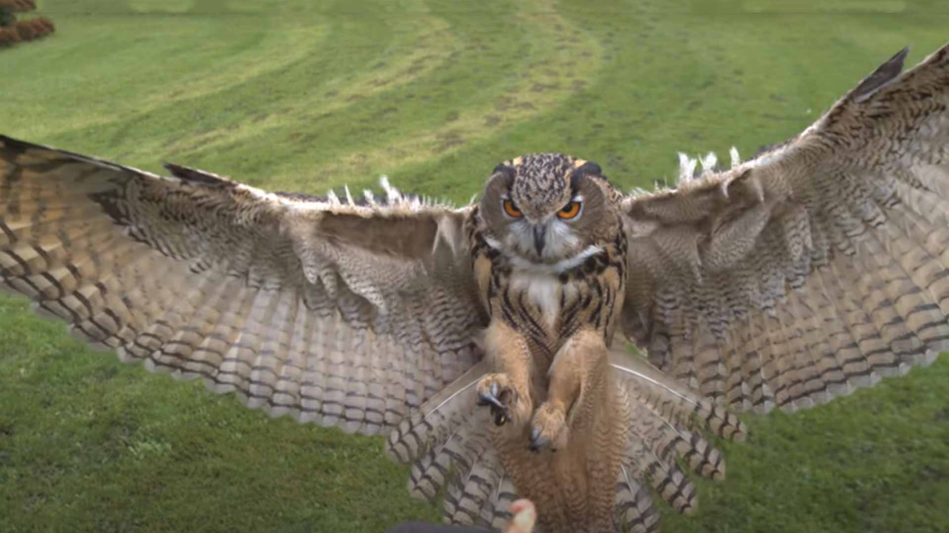 Eagle owl in flight 1000 fps hd 