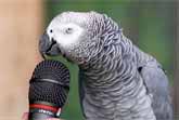 Einstein The Clever Parrot