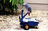Engineer Creates Tiny Driveable Cart For His Parrot