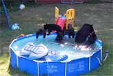 Family Of Bears Play In Backyard Swimming Pool