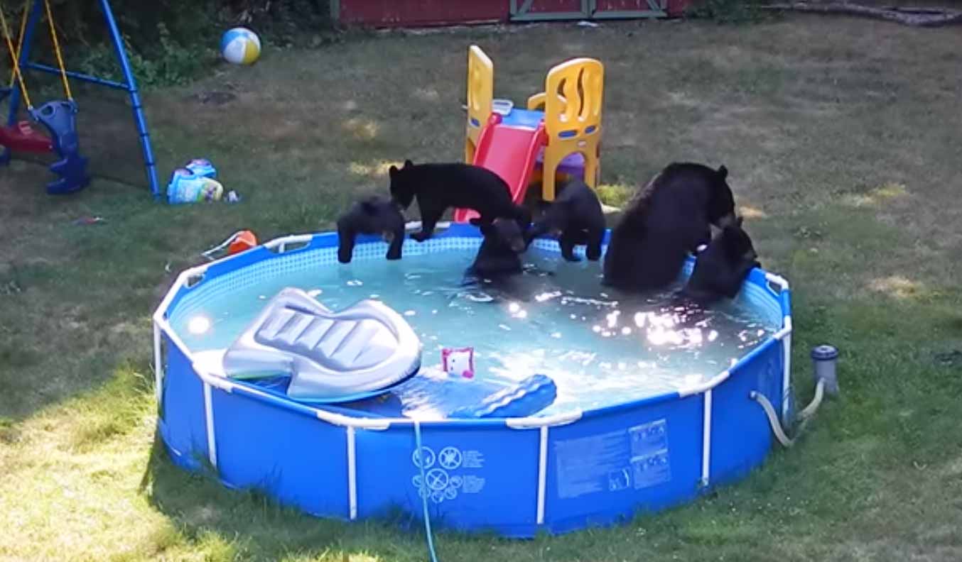 Family Of Bears Play In Backyard Swimming Pool