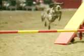 Fastest Dog