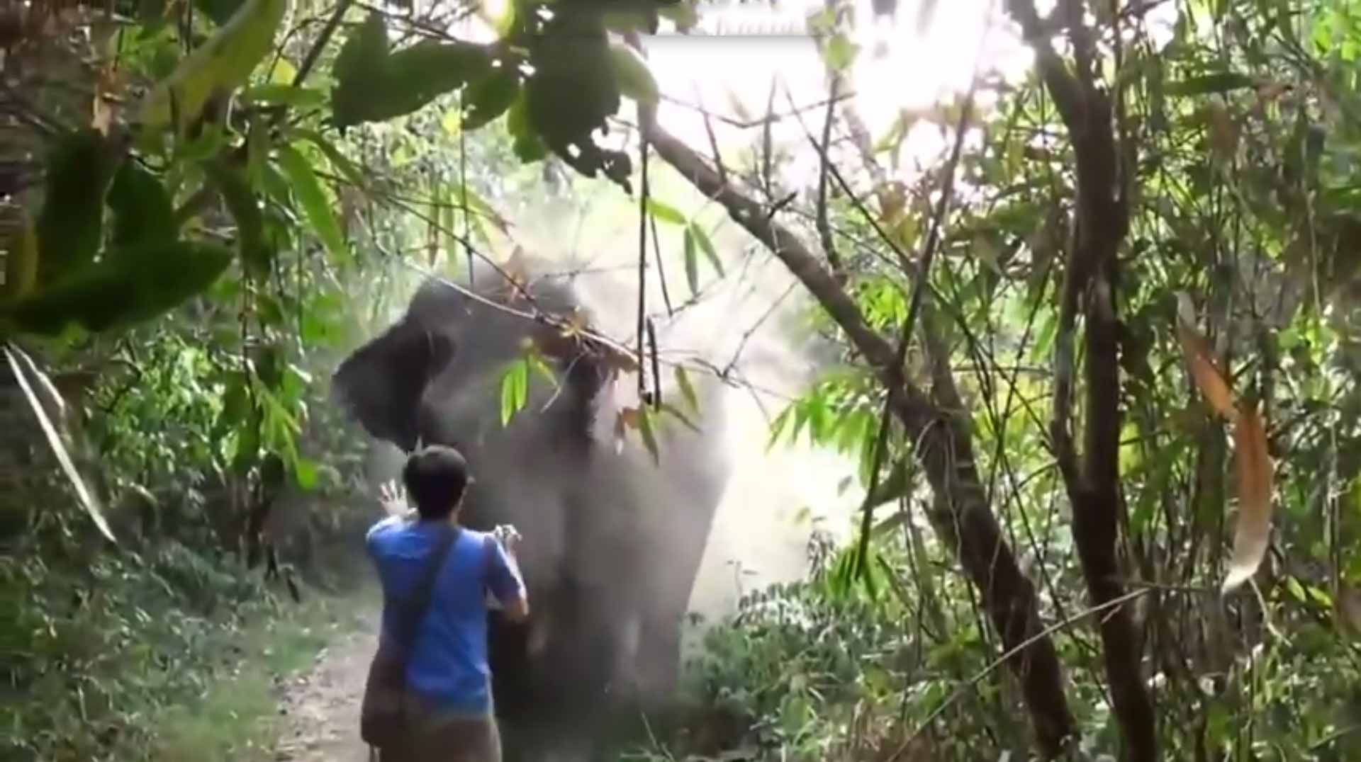 Fearless Man Stops Charging Elephant With A Wave Of His Hand