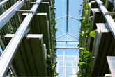 Feeding 9 Billion - Vertical Farming In Singapore