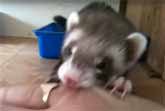 Ferret Shows Human Her Babies