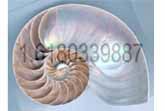 Fibonacci Sequence