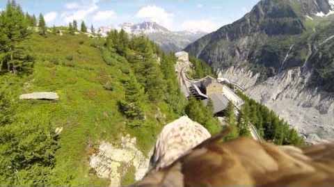 flying eagle point of view