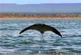 Flying Mobula Rays