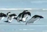 Flying Penguins (BBC)