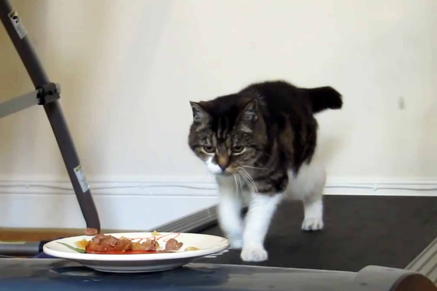 Fitness Cat