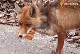 Fox Makes Himself A Multi-Layer Sandwich