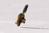 Fox Snow Dive