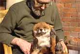 Friendly Fox Becomes A Household Pet