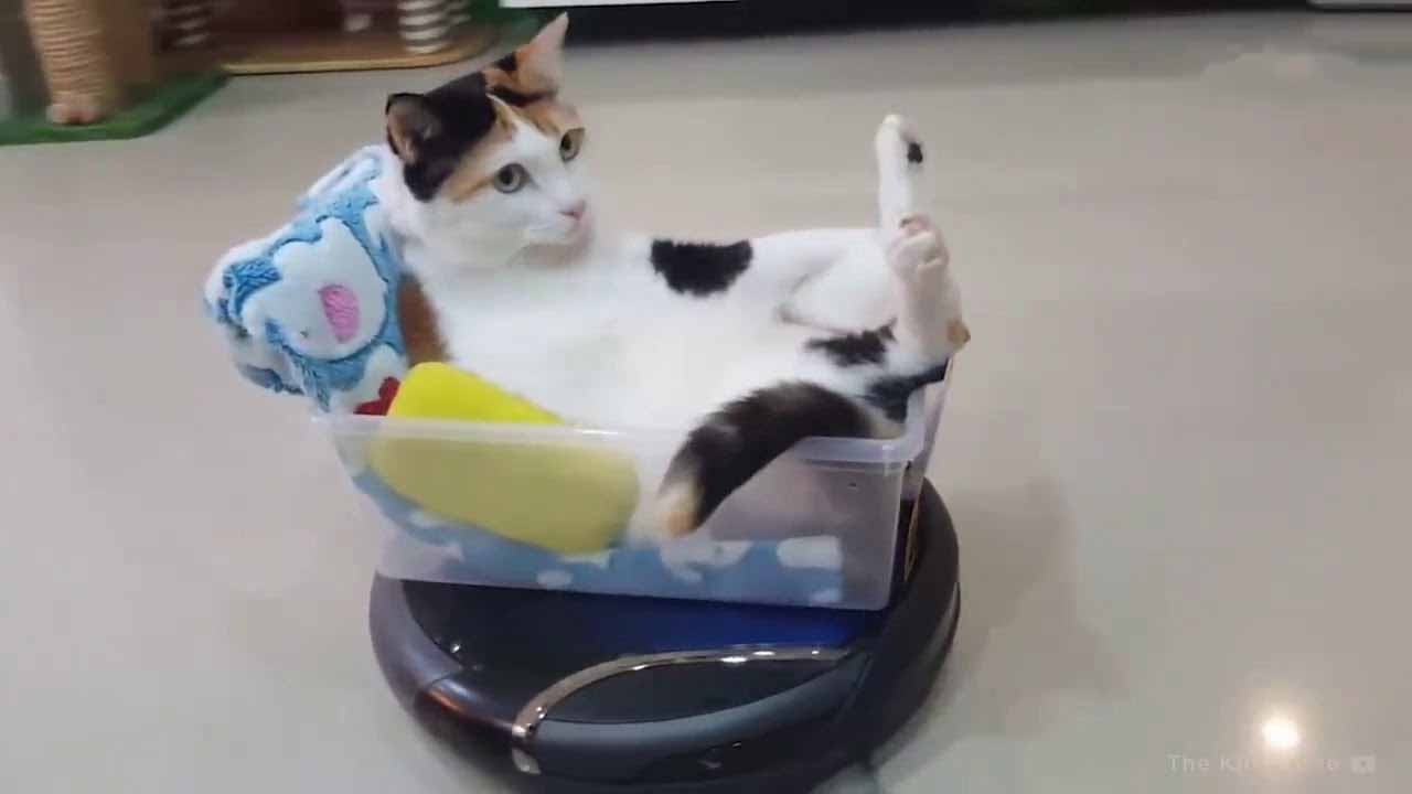 Funny Cats #2 Funny Cats #2