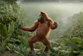 Funny Monkey Dance