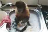Funny Monkey Dish Washer
