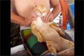 Funny Pet Massages