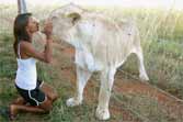 Girl Gives Kisses To Lions - Lions Reciprocate
