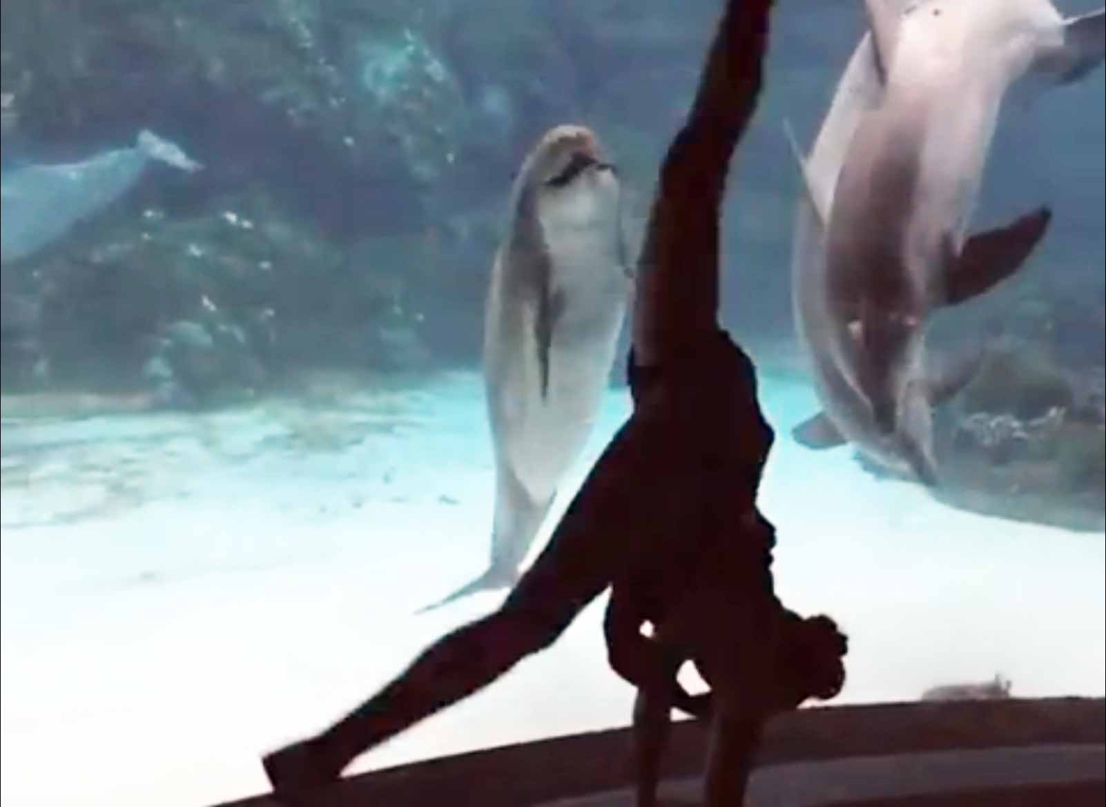 Girl Makes Dolphin Laugh