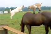 Goats Riding Horses Compilation