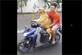 Golden Retriever Drives A Scooter