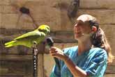 Groucho - The Singing Parrot At Disney's Animal Kingdom