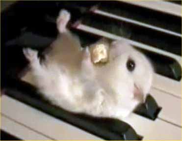 hamster on a piano
