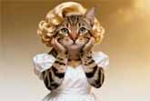 Hana the Tabby Cat's Meowrilyn Monroe Makeover