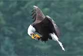 Have You Ever Seen An Eagle Catch A Fish And Then Swallow It Mid-Air?