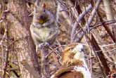 Hawk and Squirrel Are Best Buddies