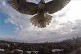 Hawk vs. Quadcopter